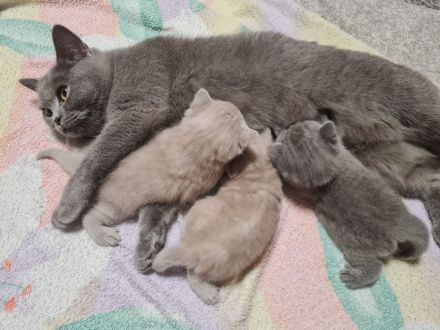 Wunderschönes BKH Kätzchen