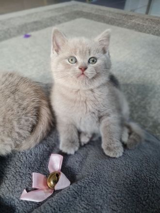 Wunderschönes BKH Kätzchen