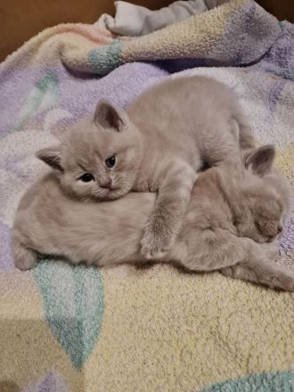 Wunderschönes BKH Kätzchen