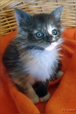 Bildschönes Maine Coon-Mädel mit Ahnentafel