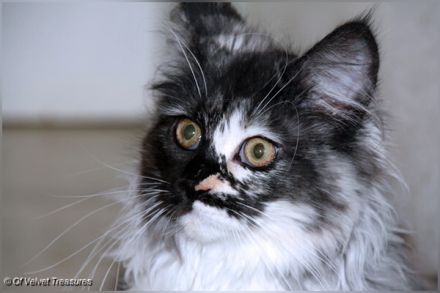 Bildschönes Maine Coon-Mädel mit Ahnentafel