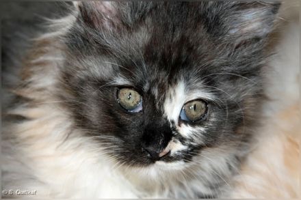 Bildschönes Maine Coon-Mädel mit Ahnentafel