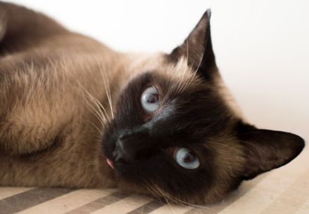 Deckkater Siam Kater Point in Hannover sucht Katze