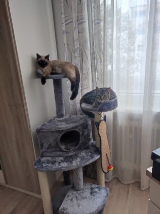 Zwei süße Britisch Kurzhaar Mix Kater