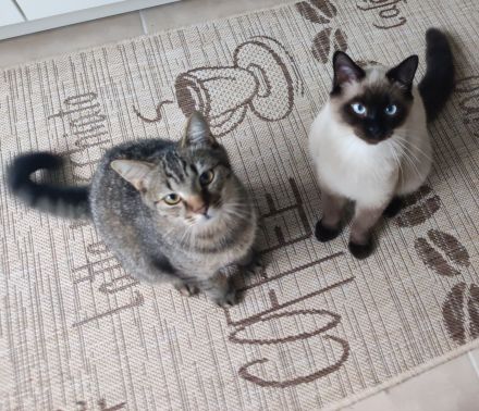 Zwei süße Britisch Kurzhaar Mix Kater