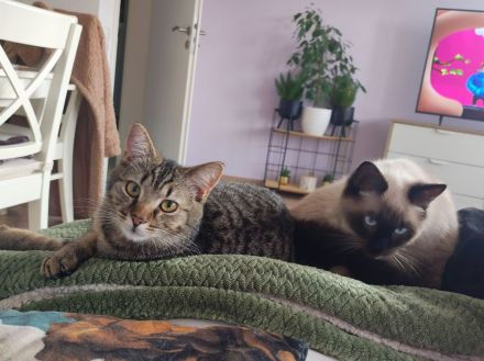 Zwei süße Britisch Kurzhaar Mix Kater