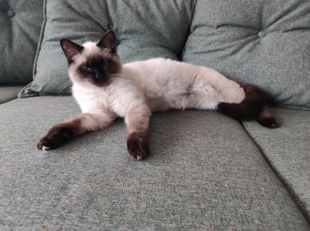 Zwei süße Britisch Kurzhaar Mix Kater