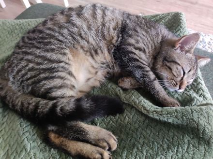 Zwei süße Britisch Kurzhaar Mix Kater