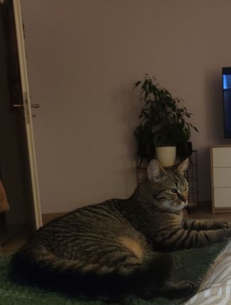 Zwei süße Britisch Kurzhaar Mix Kater