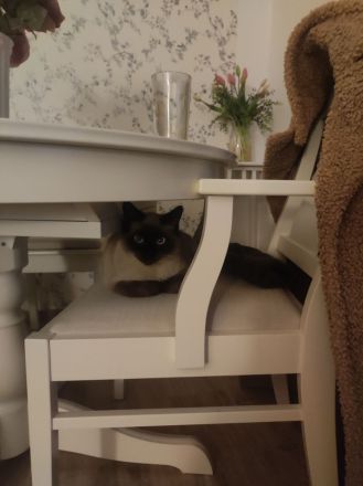 Zwei süße Britisch Kurzhaar Mix Kater