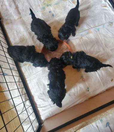 5 zuckersüße Bolonkas