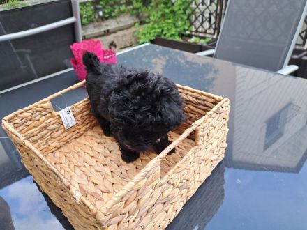 5 zuckersüße Bolonkas