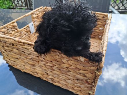 5 zuckersüße Bolonkas