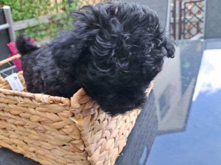 5 zuckersüße Bolonkas