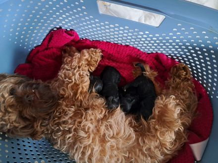 5 zuckersüße Bolonkas