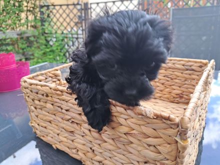 5 zuckersüße Bolonkas