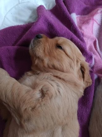 Golden Retriever Welpen