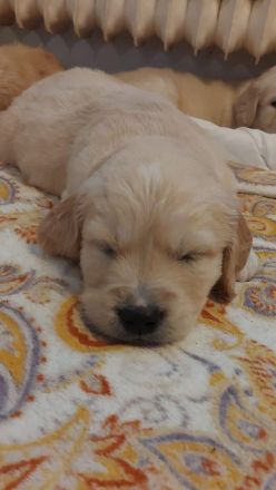 Golden Retriever Welpen