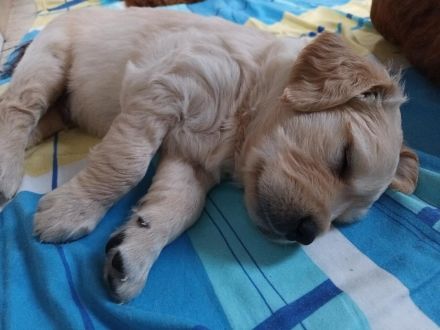 Golden Retriever Welpen