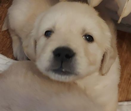Golden Retriever Welpen