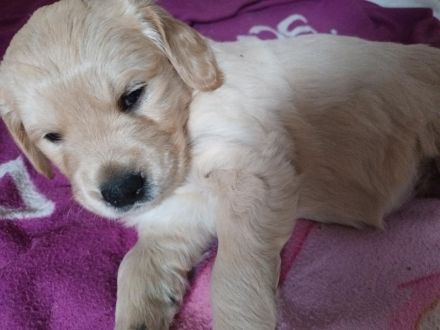 Golden Retriever Welpen