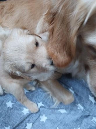 Golden Retriever Welpen