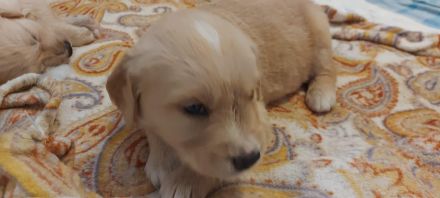 Golden Retriever Welpen