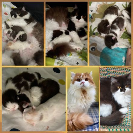 BLH BKH Kitten mit GDK Stammbaum ab 26.07.23