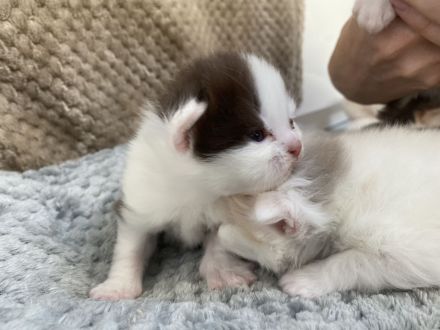 BLH BKH Kitten mit GDK Stammbaum ab 26.07.23