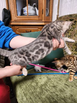 Wunderschöne Bengalkätzchen, abgabebereit