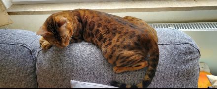 Wunderschöne Bengalkätzchen, abgabebereit