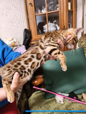 Wunderschöne Bengalkätzchen, abgabebereit