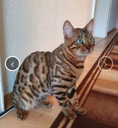 Wunderschöne Bengalkätzchen, abgabebereit
