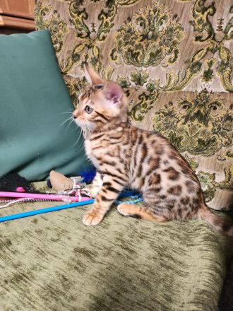 Wunderschöne Bengalkätzchen, abgabebereit