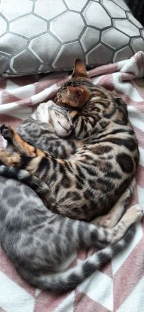 Wunderschöne Bengalkätzchen, abgabebereit