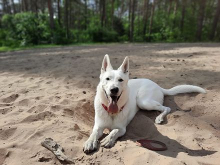 Deckrüde Schweizer Schäferhund (Kein Verkauf)