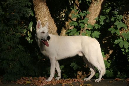 Deckrüde Schweizer Schäferhund (Kein Verkauf)