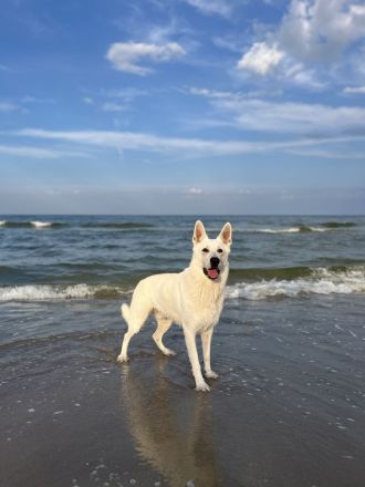 Deckrüde Schweizer Schäferhund (Kein Verkauf)