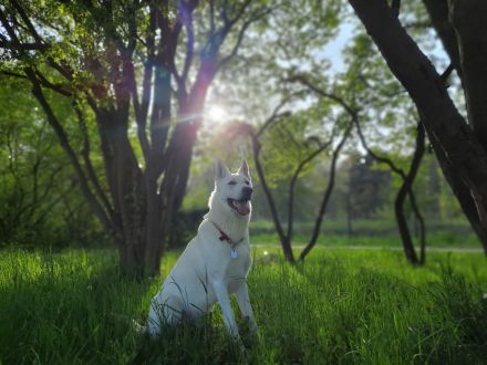 Deckrüde Schweizer Schäferhund (Kein Verkauf)
