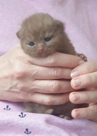 Britisch Kurzhaar Mädchen cinnamon mit Stammbaum