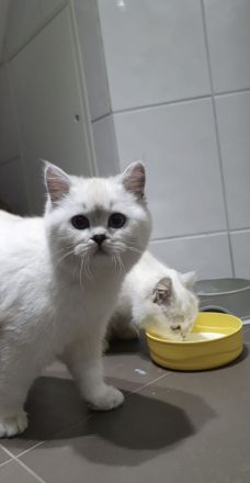 Britisch Kurzhaar Kitten