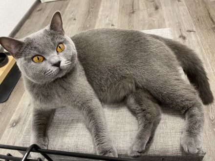 Britisch Kurzhaar Kitten