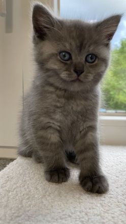 Britisch Kurzhaar Kitten
