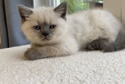 Britisch Kurzhaar Kitten