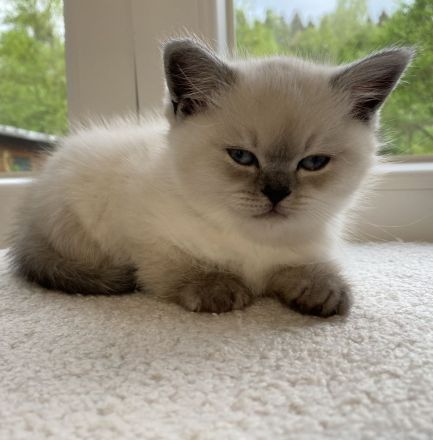 Britisch Kurzhaar Kitten