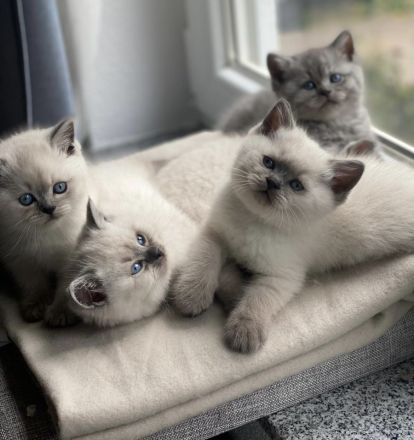 Britisch Kurzhaar Kitten