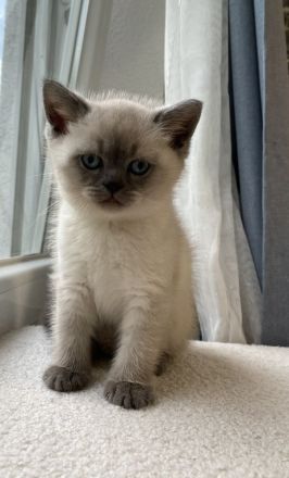 Britisch Kurzhaar Kitten