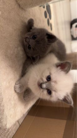 BKH+Heilige Birma Mix Kitten zu verkaufen