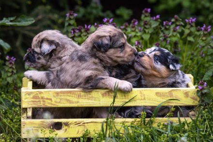 Altdeutscher Hütehund, Altdeutscher Tiger