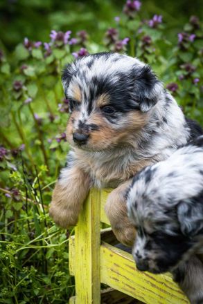 Altdeutscher Hütehund, Altdeutscher Tiger